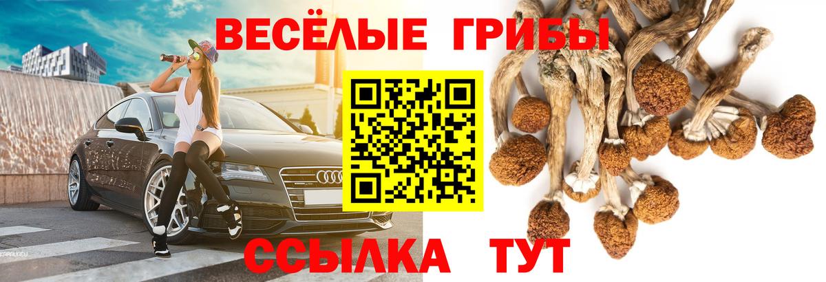 где купить наркоту  Псилоцибиновые грибы мицелий  Вход с VPN  Буйнакск 